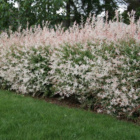 Vŕba japonská ’Hakuro-Nishiki’ KER