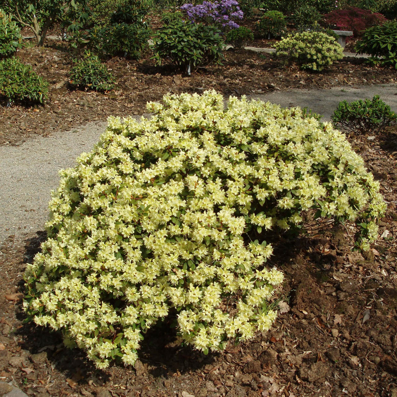 Rododendrón ´Princess Anne´