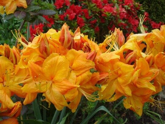 Azalka veľkokvetá ´Klondyke´