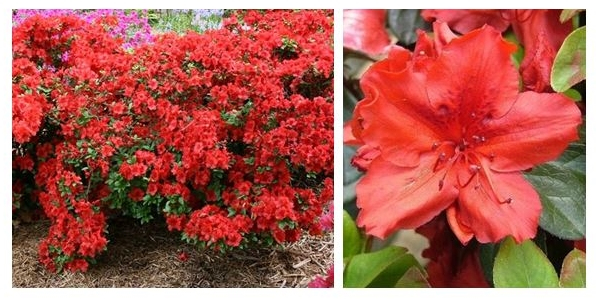 Azalka japonská ´Hot Shot´