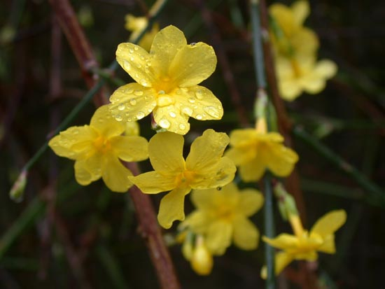 Jazmín ´Argenteomarginatum´