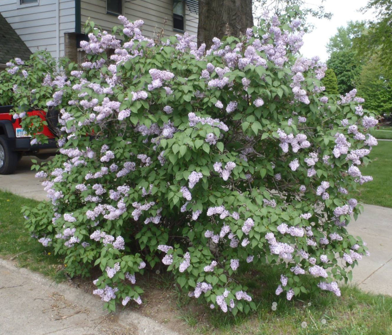 Orgován zamatový ´Miss Kim´