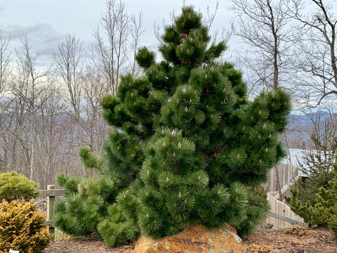 Borovica thunbergová Thunderhead