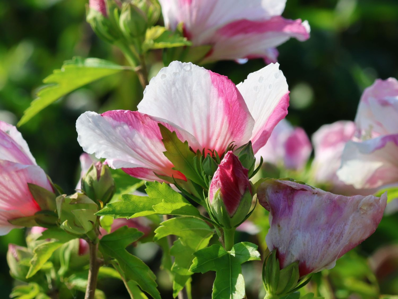 Ibištek sýrsky ´Hamabo´