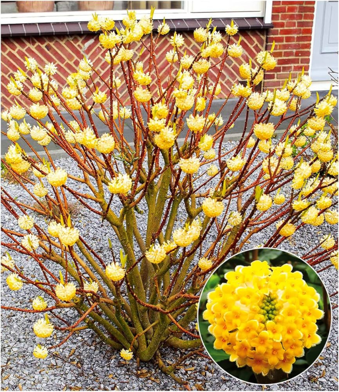 Edgeworthia ´Grandiflora´ - papierový ker