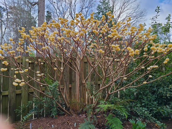 Edgeworthia ´Grandiflora´ - papierový ker