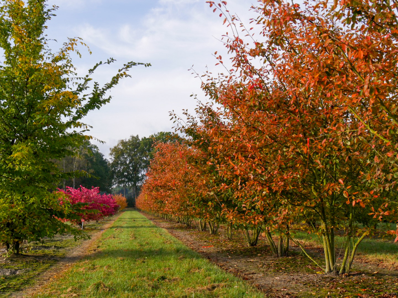 Muchovník Lamarckov viackmenný