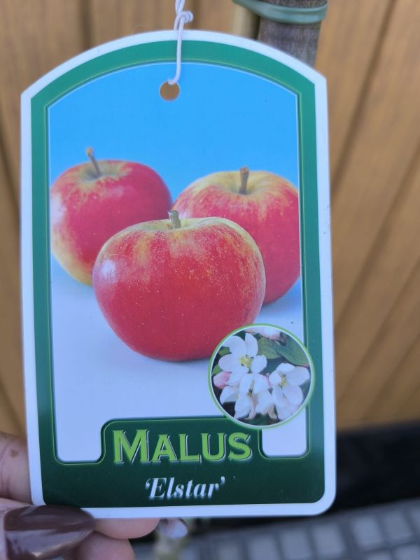 Jabloň tvarovaná ´Elstar´ - Špalliera