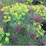 Mliečnik cyparissias ’Fens Ruby’