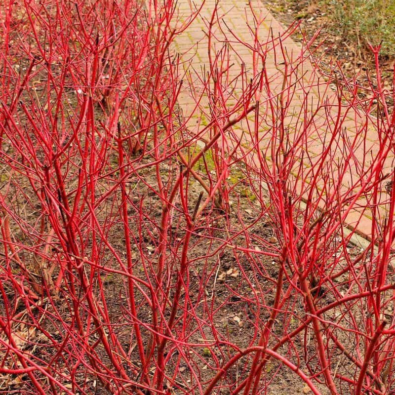 Svíb biely ´Miracle´