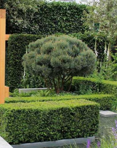 Borovica lesná ´Watererii´