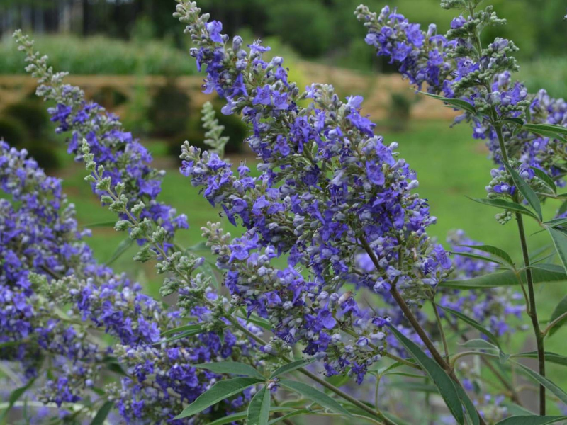 Vitex ’Magical Summertime Blues’