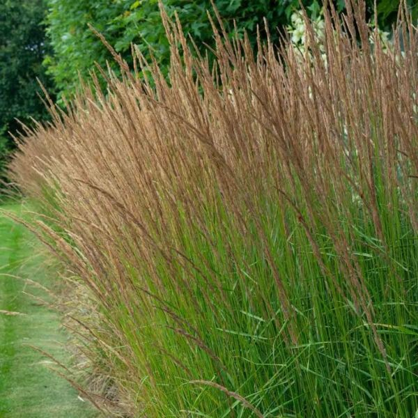 Bezkolenec ´Moorflamme´