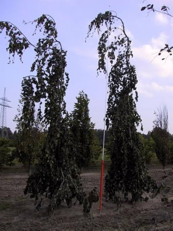 Buk lesný ´Purpurea Pendula´