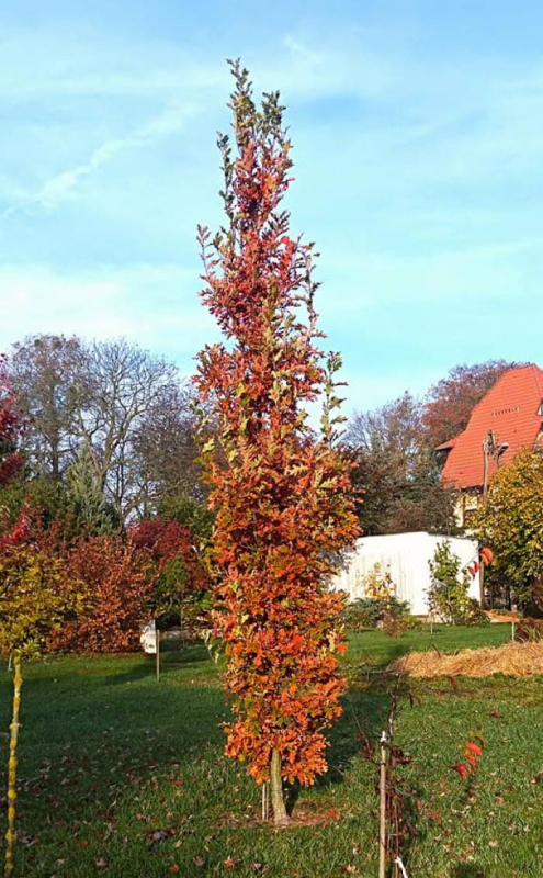 Dub stĺpovitý ´Crimschmidt´