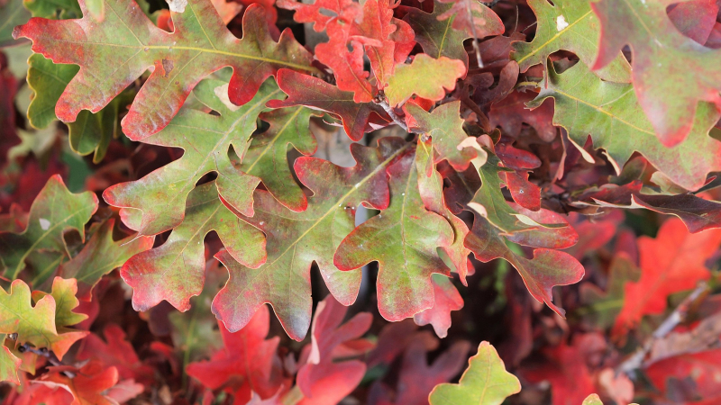 Dub stĺpovitý ´Crimschmidt´