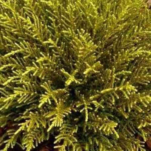 Hebe ´Golden Nugget´