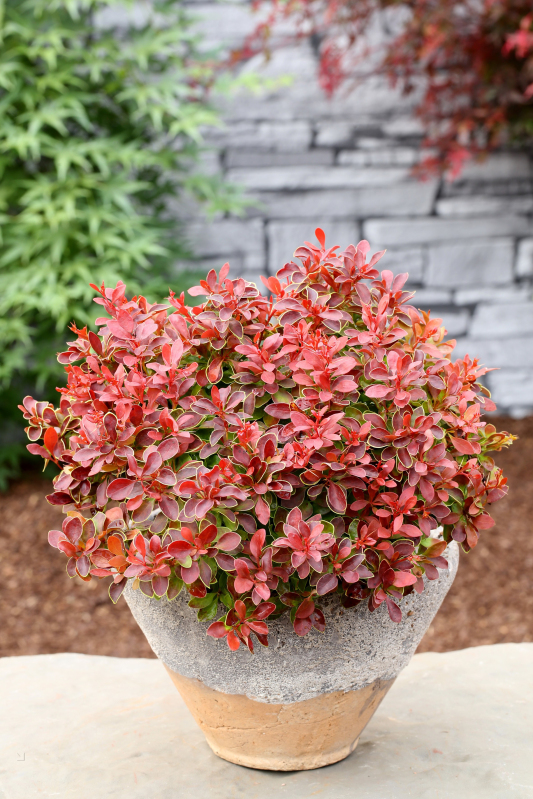 Dráč Thunbergov ´Admiration´