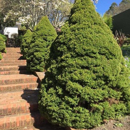 Smrek biely ´Conica´ 100 - 110cm