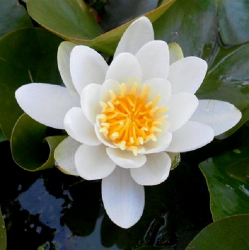 Lekno ´Virginalis´