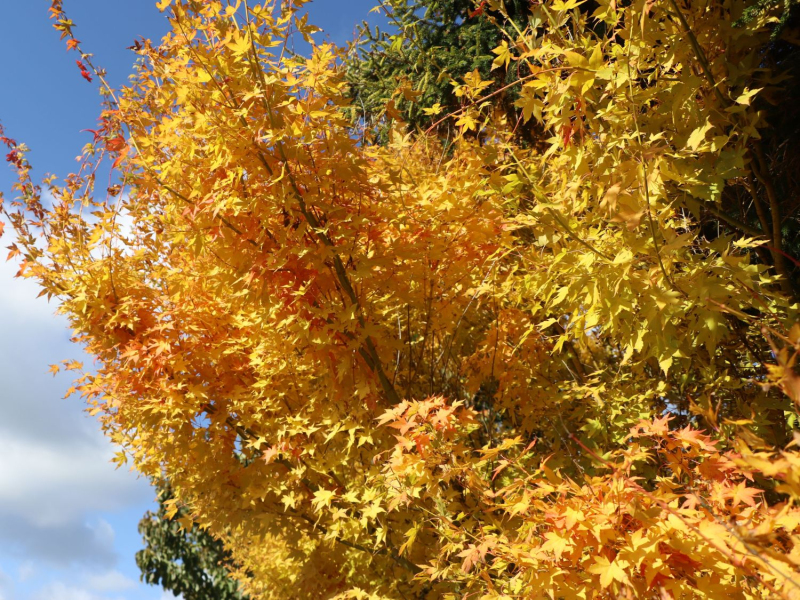 Javor dlaňovitolistý ´BI-HOO´