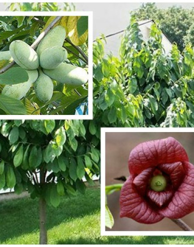 Asimina trojlaločná  - Banán Severu