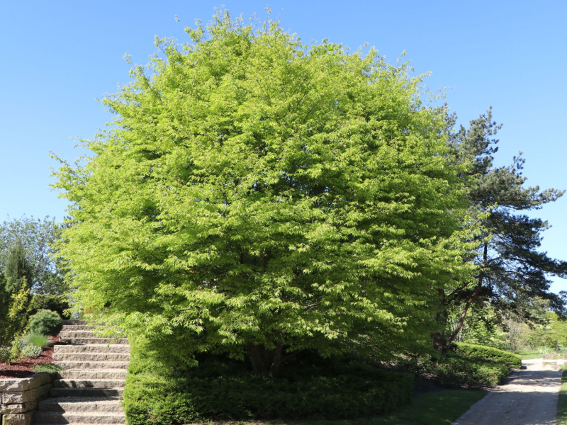 Buk lesný ’Asplenifolia’