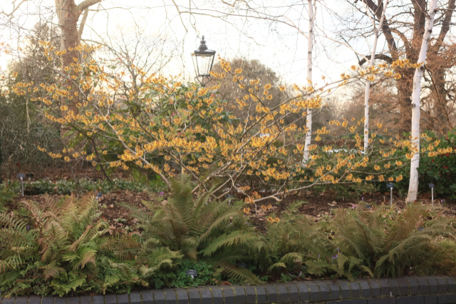 Hamamel prostredný ’Orange Beauty’