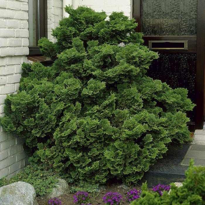 Cypruštek tupolistý ´Nana Gracil´