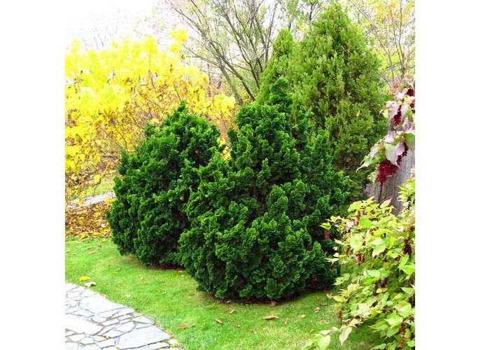 Cypruštek tupolistý ´Nana Gracil´