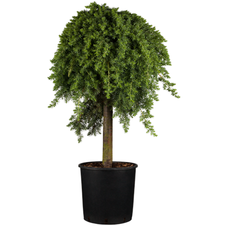 Borievka pobrežná ´Blue Pacific´ na kmienku