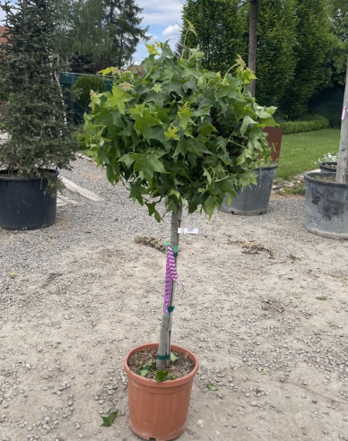 Ambrovník "Gumball" na kmienku