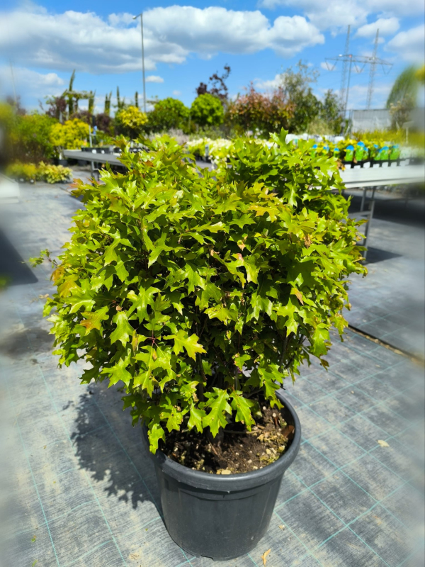 Dub močiarny ´Green Dwarf´