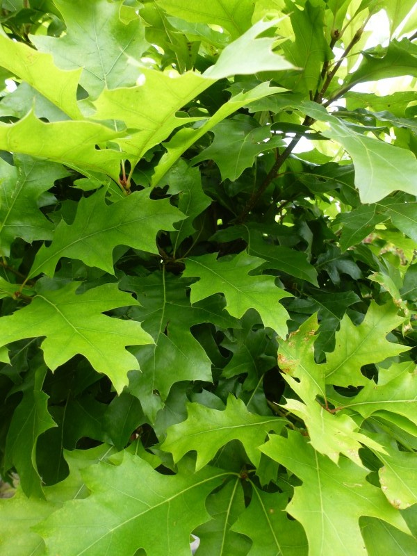 Dub močiarny ´Green Dwarf´