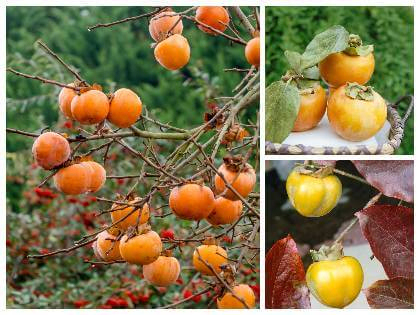 Hurmikaki ´Tipo´ na kmienku 9l