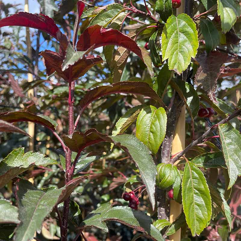 Jabloň okrasná ´Raindorps´