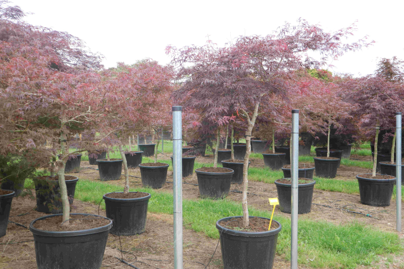 Javor dlaňovitolistý ´Garnet´ na kmienku 100cm