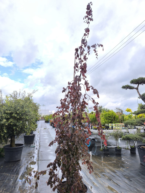 Buk lesný ´Haaren´