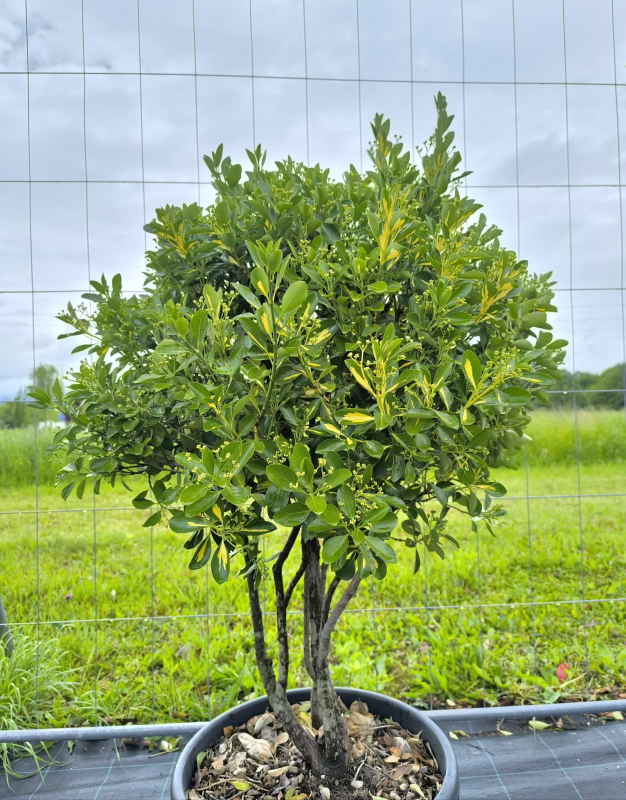 Bršlen japonský ´Livornese´