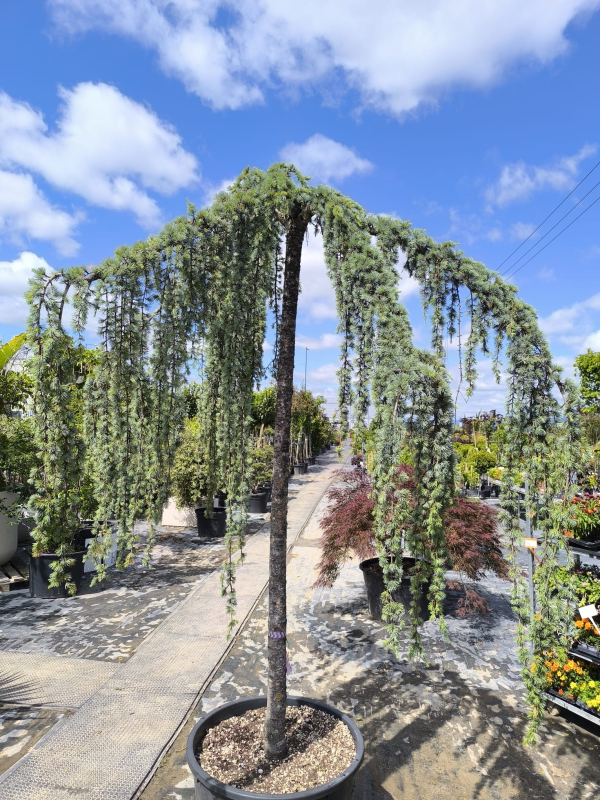 Céder atlantský ´ Glauca Pendula´ 280cm