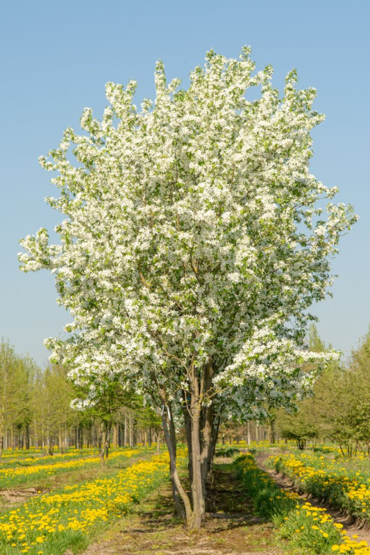 Jabloň okrasná ´Street Parade´