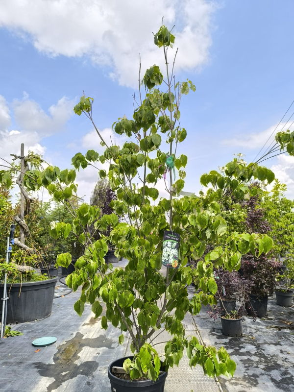 Drieň kousa China Girl