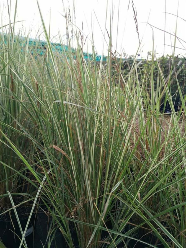 Smlz ostrokvetý ‘Overdam’ 2l