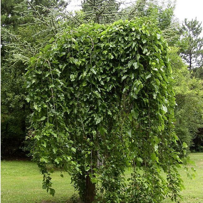 Moruša previslá, voľnok.