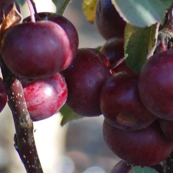 Jabloň stĺpová "Maypole" jesenná, podp. M7, kont.2l