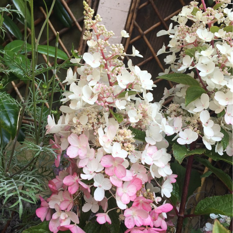 Hortenzia metlinatá ´Candlelight´