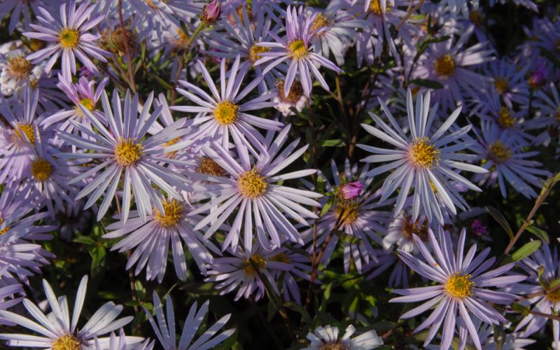 Astra pyrenejská ’Lutetia’