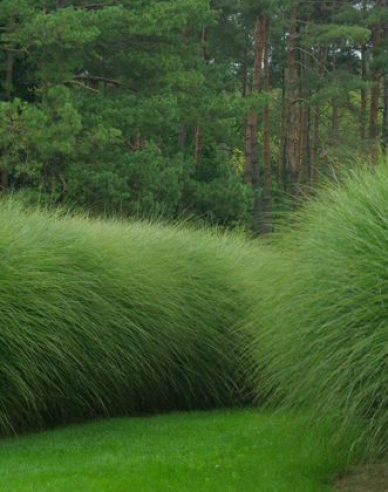 Ozdobnica čínska ´Gracillimus´ 11l