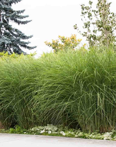 Ozdobnica čínska ´Gracillimus´ 11l