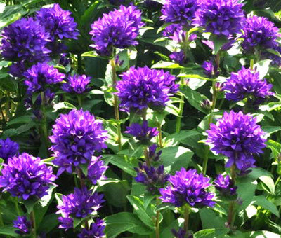 Zvonček klbkatý ’Superba´